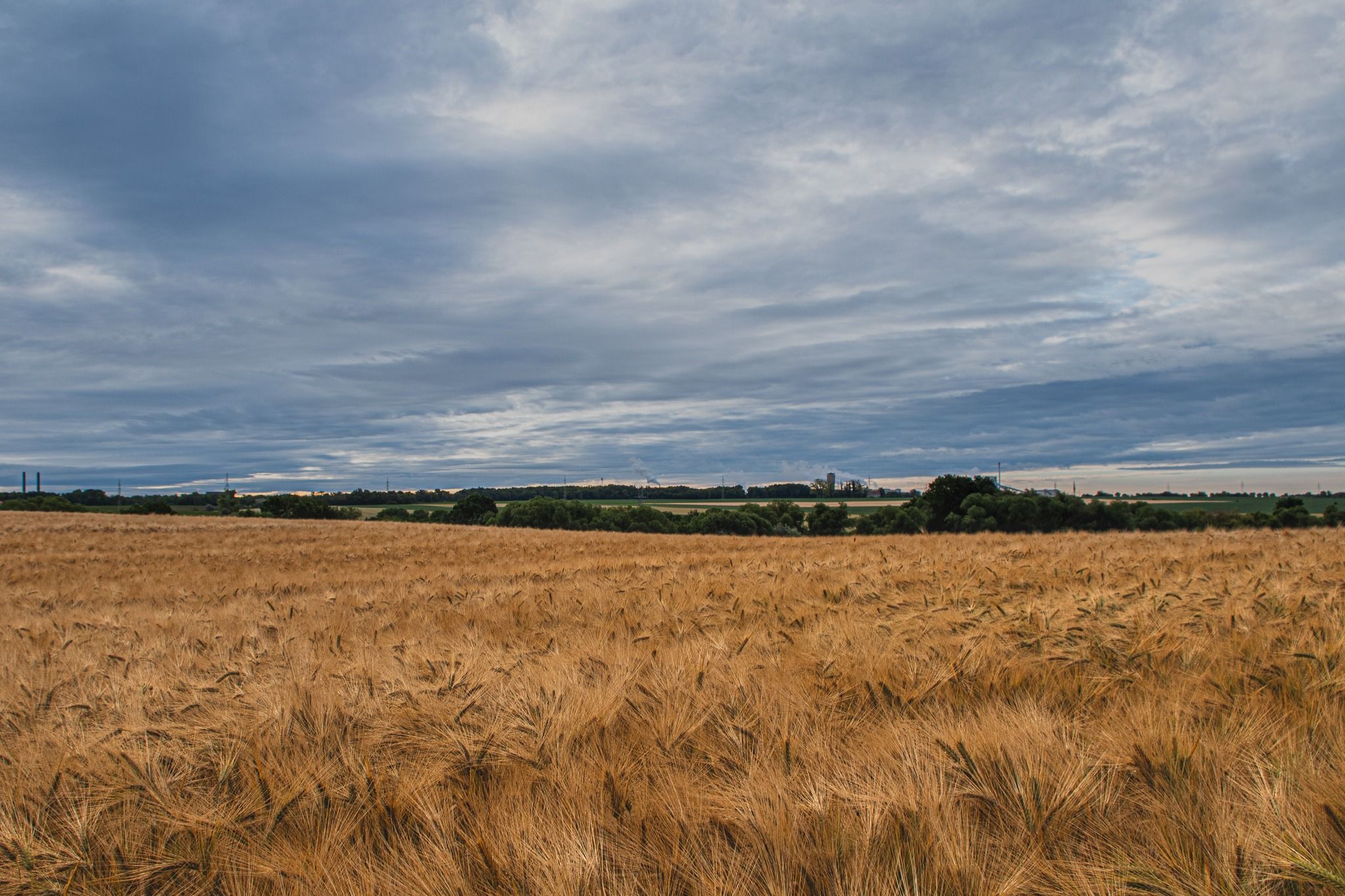 Wheat field